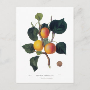 Apricot Postcard