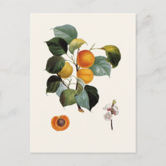 Apricot Postcard