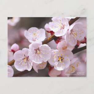 Apricot:Postcard Postcard