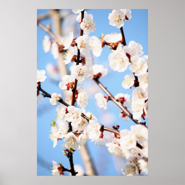 Apricot Poster (Front)