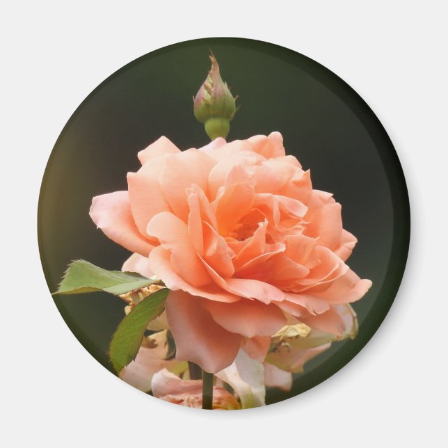 Apricot Rose Magnet (Front)