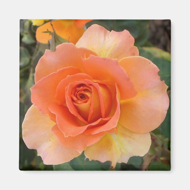Apricot Rose Square Magnet (Front)