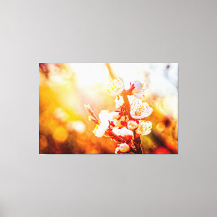 Apricot Sakura Flowers In Light Of The Setting Sun Canvas Print