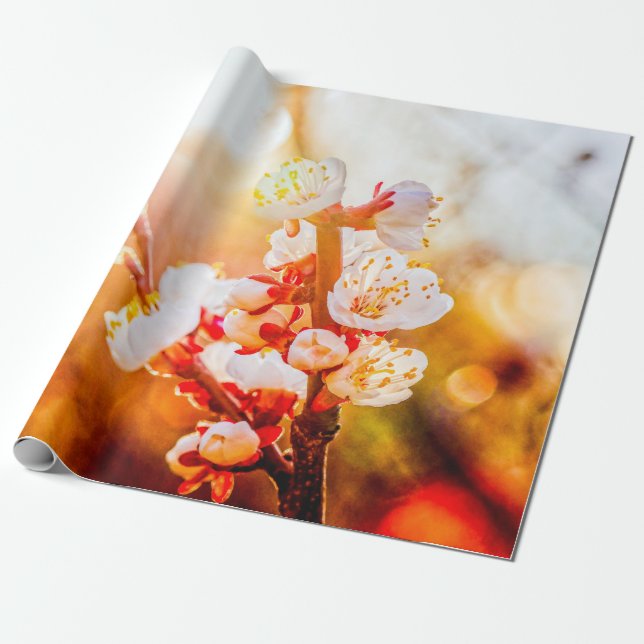 Apricot Sakura Flowers In Light Of The Setting Sun Wrapping Paper (Unrolled)