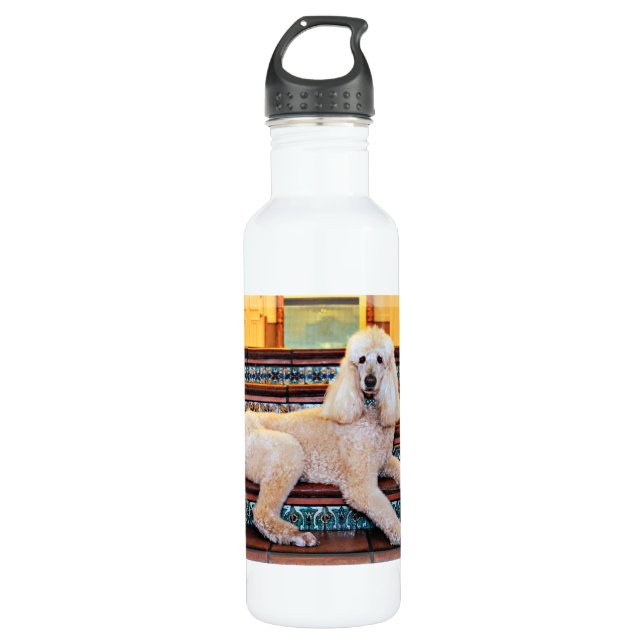 Apricot Standard Poodle - Bocelli 710 Ml Water Bottle (Front)