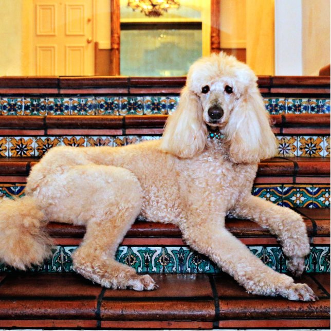 Apricot Standard Poodle - Bocelli Standing Photo Sculpture (Front)