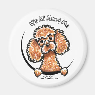 Apricot Toy Miniature Poodle IAAM Magnet