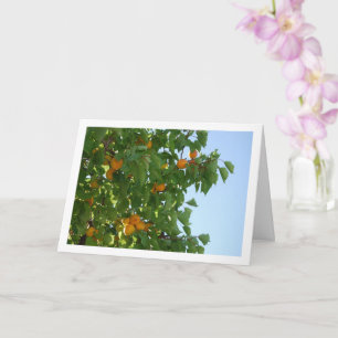 Apricot Tree Blue Sky Portrait Card