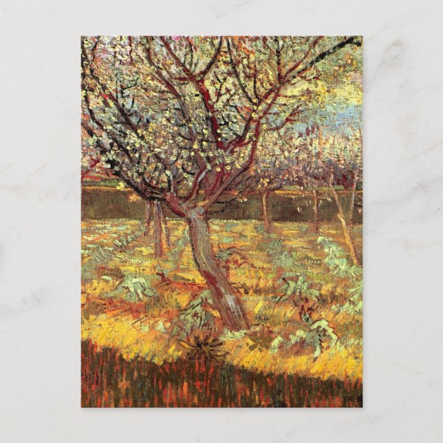 Apricot Trees in Blossom by Vincent van Gogh Postcard (Front)