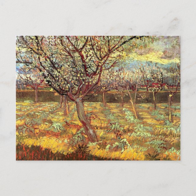 Apricot Trees in Blossom by Vincent van Gogh Postcard (Front)