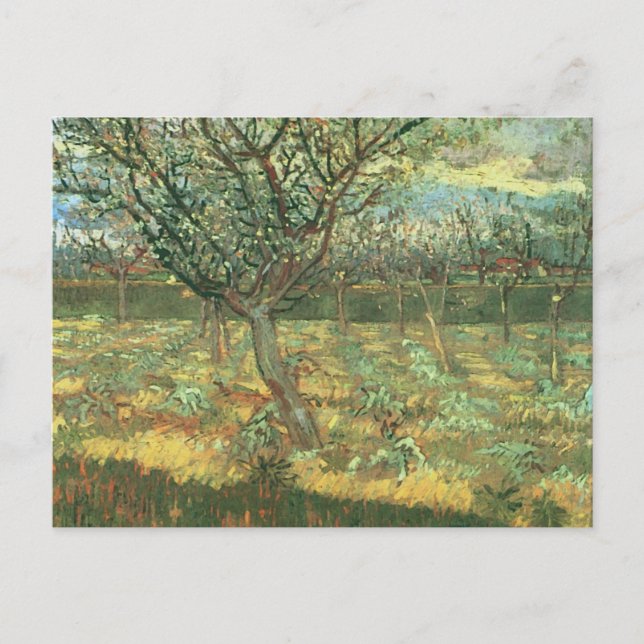 Apricot Trees in Blossom, Vincent van Gogh Postcard (Front)