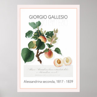 Apricot, Vintage Botanical Illustration Poster
