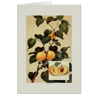 Apricots