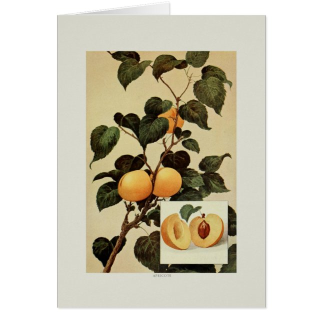 Apricots (Front)