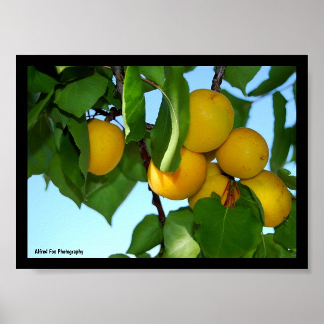 Apricots in Blue Sky Poster (Front)