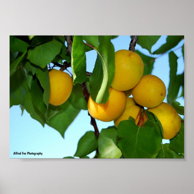 Apricots in Blue Sky Poster (Front)