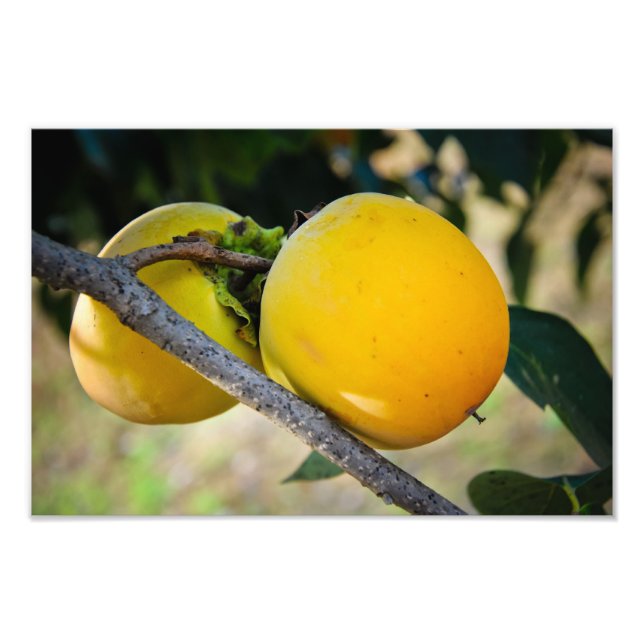 Apricots Photo Print (Front)