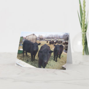 April Cattle Thank You Card