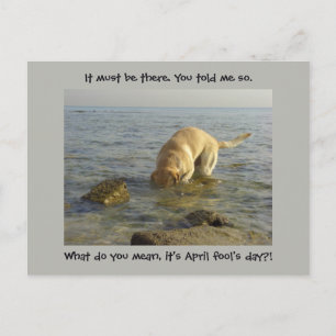 April fool's day - Goofy Labrador Postcard