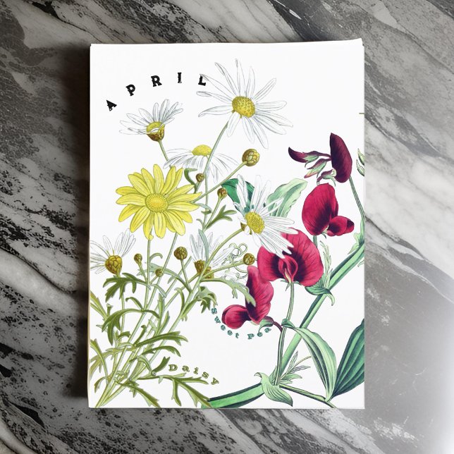April Month Flowers Sweet Pea and Daisy Postcard (Creator Uploaded)