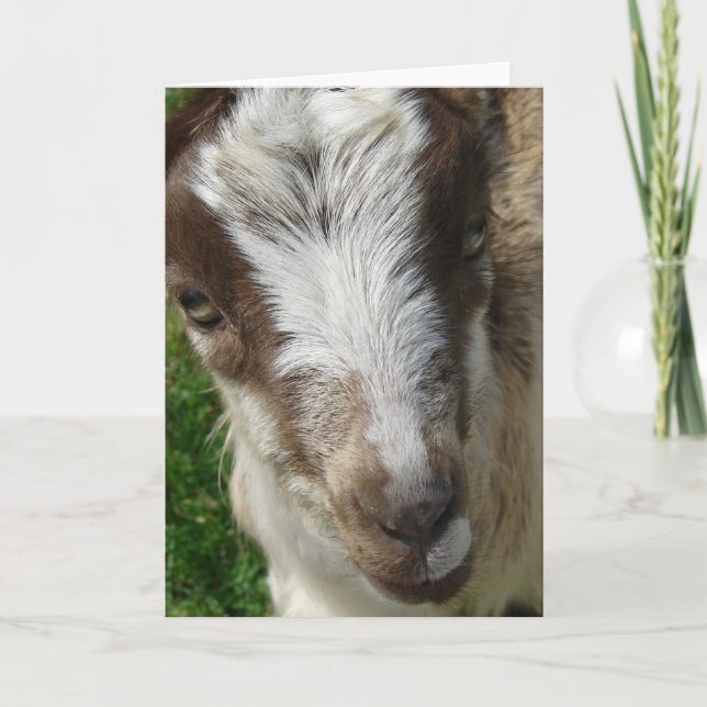 April the La Mancha Nanny Kid Card (Front)