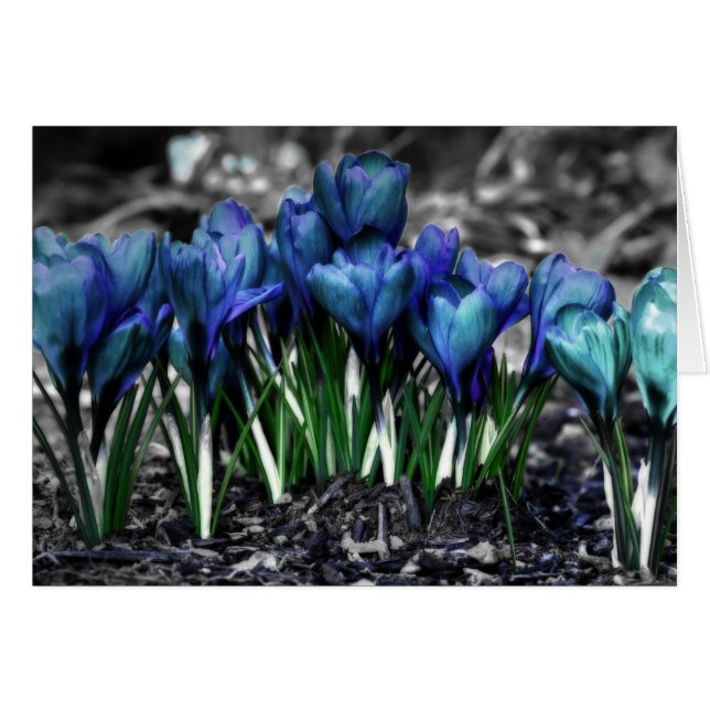 Aqua Blue Crocus Blooms (Front Horizontal)