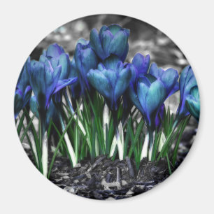 Aqua Blue Crocus Blooms Magnet