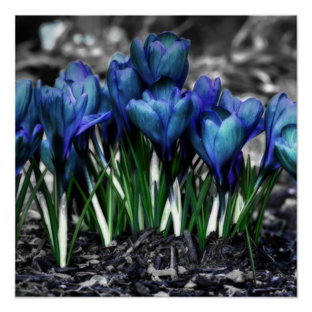 Aqua Blue Crocus Blooms Poster (Front)