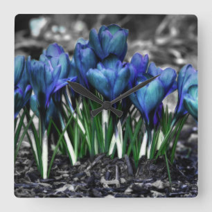 Aqua Blue Crocus Blooms Square Wall Clock