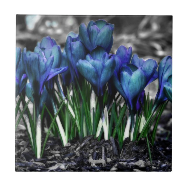 Aqua Blue Crocus Blooms Tile (Front)