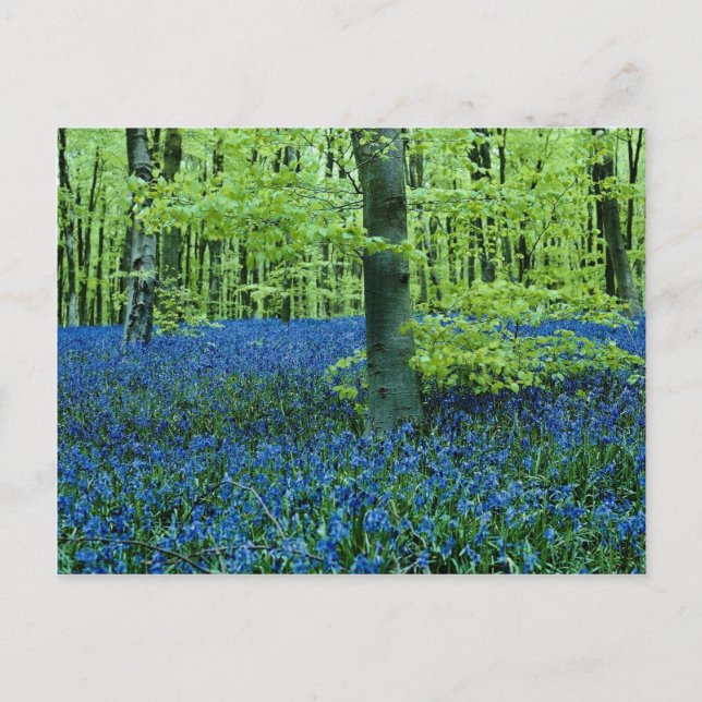 Aqua Bluebell Woods flowers Postcard (Front)