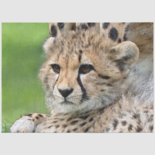 Aqua_Cheetah_20180101_by_JAMColors Tissue Paper
