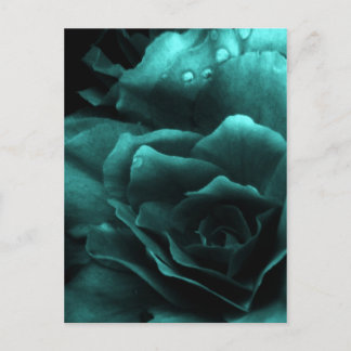 Aqua Close Up of a Double Begonia Postcard