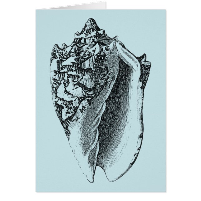 Aqua Conch Shell (Front)