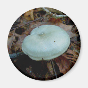 Aqua Mushroom Magnet