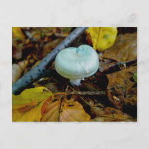 Aqua Mushroom Postcard