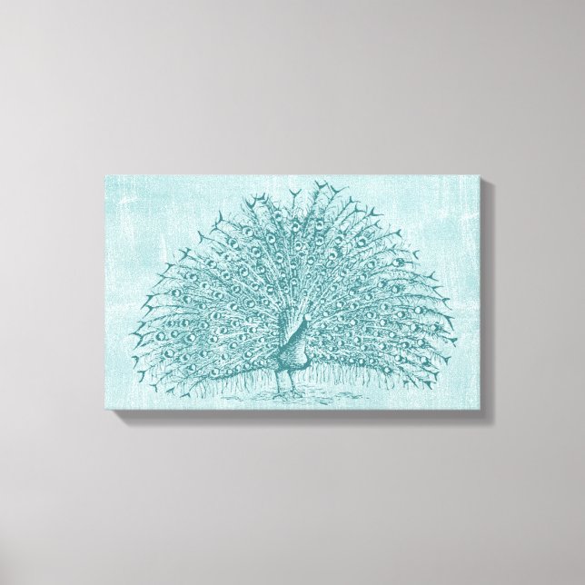 Aqua Peacock Canvas Print (Front)