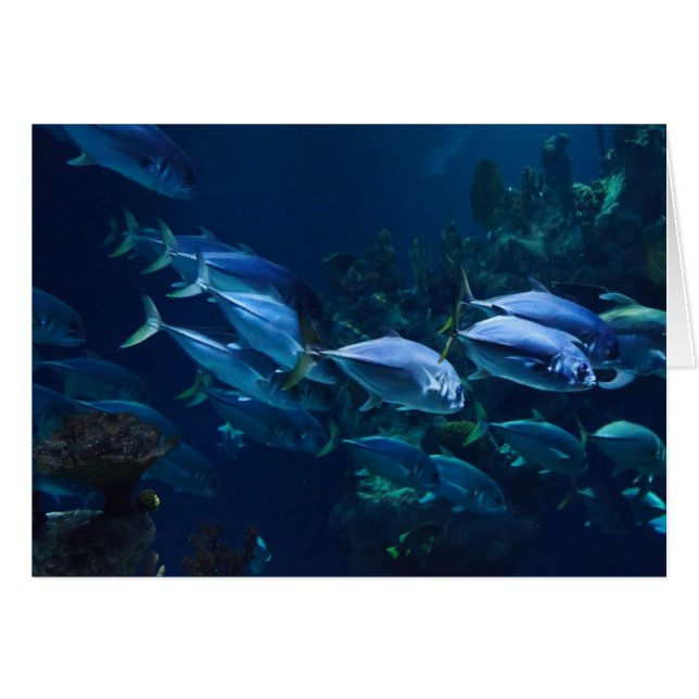 Aquarium (Front Horizontal)