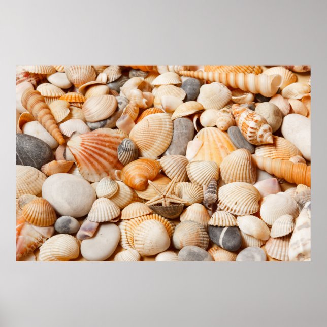 Aquarium Collection Seashells Poster (Front)