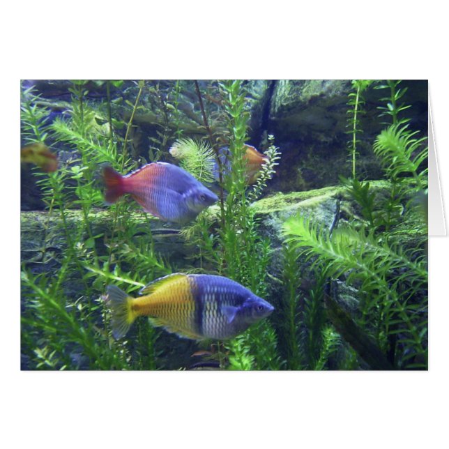 Aquarium Fish (Front Horizontal)