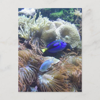 Aquarium Fish Photo Postcard
