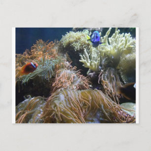 Aquarium Fish Postcard