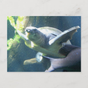 aquarium life postcard