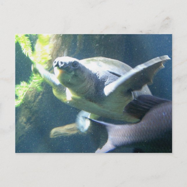 aquarium life postcard (Front)