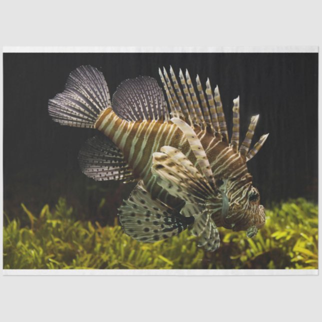 aquarium lionfish tissue paper (Front)