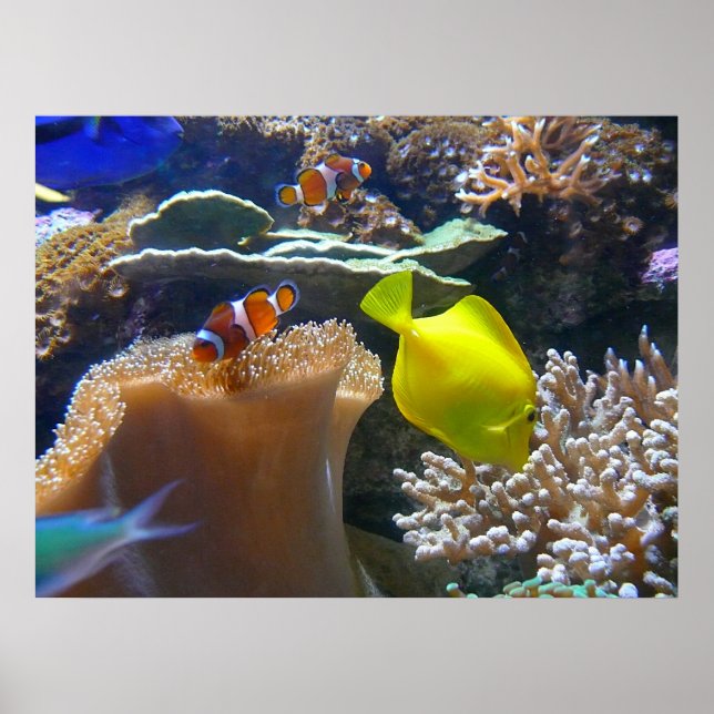 Aquarium (Nemo) Poster (Front)