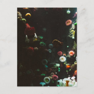 Aquarium of Canada, Toronto, Canada Postcard