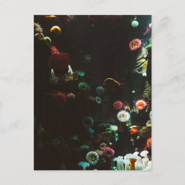 Aquarium of Canada, Toronto, Canada Postcard (Front)