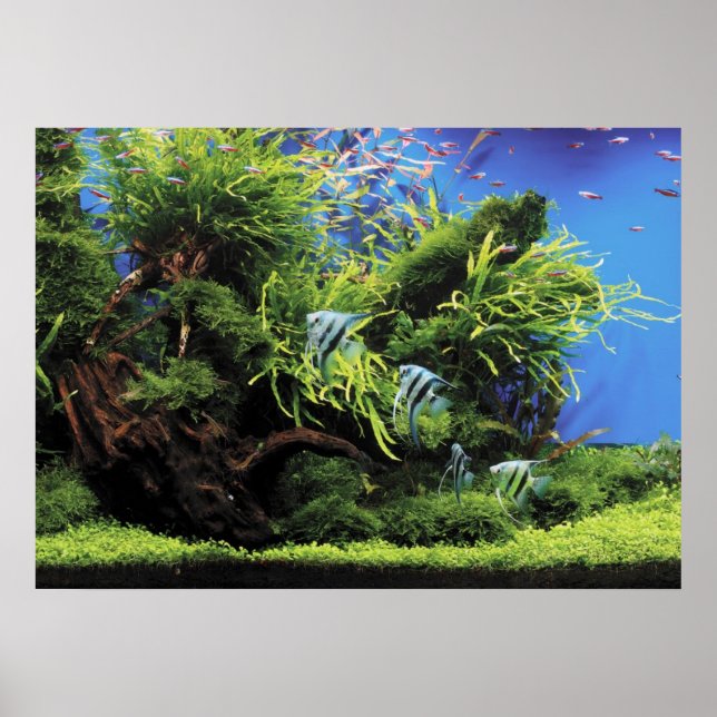 Aquarium of Freshwater Angelfish Poster (Front)