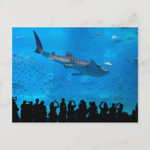 Aquarium Postcard
